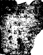 Как вести пчел в улье Дадана dadan.png